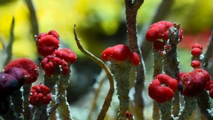 A Vida no Nosso Planeta S1E03