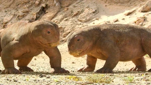 A Vida no Nosso Planeta S1E04