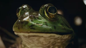 Pesadelos da Natureza S1E02