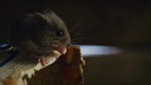 Pesadelos da Natureza S1E03